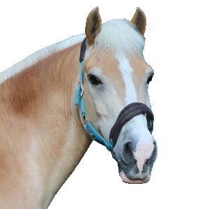 EDI Tilburg dagbesteding voor volwassenen en jeugd Tilburg honden paarden paardrijden zorgvrager zorgmedewerker zorgaanbieder individuele coaching hond individuele coaching paard therapeutisch paardrijden