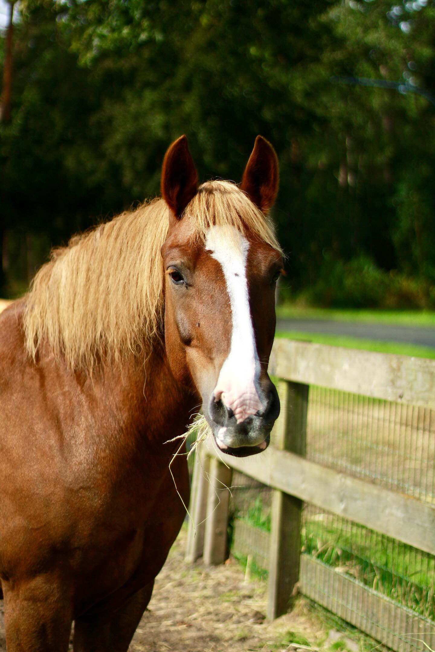 EDI Tilburg dagbesteding voor volwassenen en jeugd Tilburg honden paarden paardrijden zorgvrager zorgmedewerker zorgaanbieder individuele coaching hond individuele coaching paard